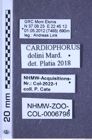 Etiketten zu Cardiophorus dolini (Mardjanian, 1985) (NHMW-ZOO-COL-0006798)